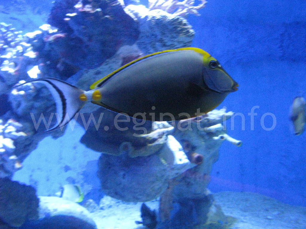 Hurgada – akvarijum – Hurghada Grand Aquarium