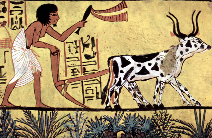 U egipatskom ćupu pronađeni ostaci sira starog 3.200 GODINA
